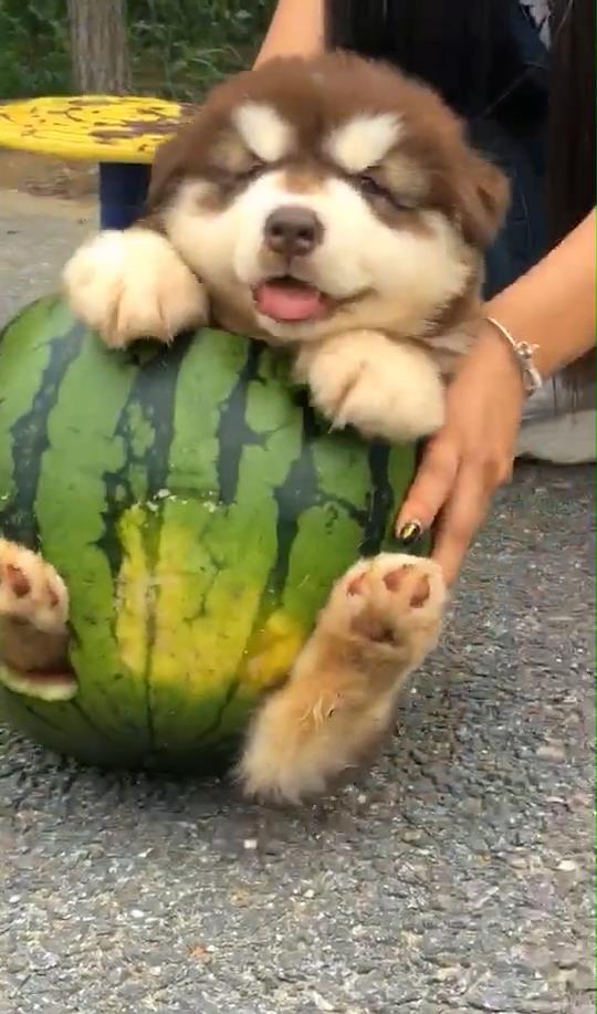 甜狗吃瓜,一场味蕾与自然的邂逅