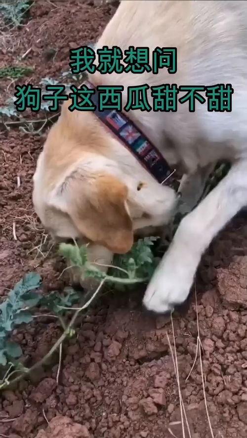 甜狗吃瓜,一场味蕾与自然的邂逅