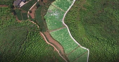 蔡金镇吃瓜,吃瓜群众的美食之旅