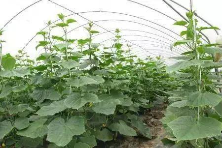 蔡金镇吃瓜,吃瓜群众的美食之旅