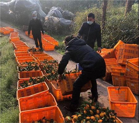 蔡金镇吃瓜,吃瓜群众的美食之旅