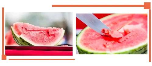 成都沙河会吃瓜,瓜田里的夏日风情与美食故事