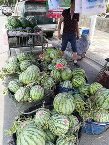 高州网红吃瓜事件,揭秘网络舆论的风暴与真相