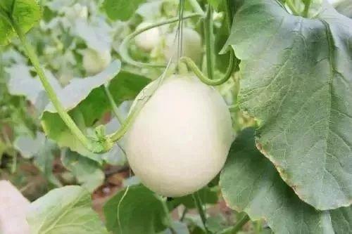 高州网红吃瓜事件,揭秘网络舆论的风暴与真相