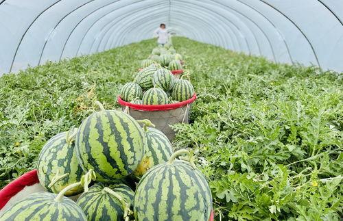 麒麟瓜怎么吃最甜,解锁最甜口感秘诀