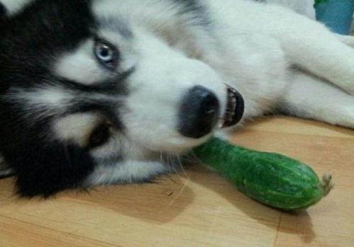 二哈吃瓜看戏,揭秘娱乐圈背后的趣味故事