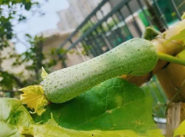 吃瓜会发病吗,吃瓜也能致病？揭秘“吃瓜群众”的健康隐患