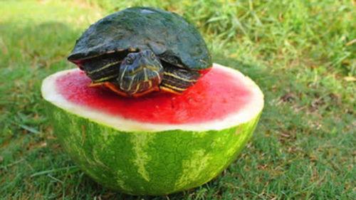 乌龟吃瓜怎么吃,揭秘龟类美食秘密