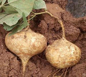 吃生土瓜会长蛔虫