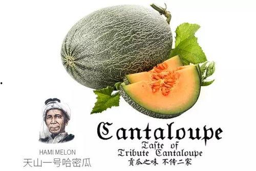 穿书吃瓜推荐,解锁吃瓜达人新技能