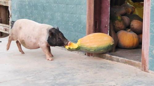 猪可以吃瓜吗,揭秘猪的饮食偏好
