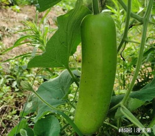 瓠子瓜怎么吃才好,解锁美味新境界