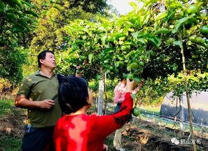 桃源镇吃瓜,瓜香四溢，品味乡村田园生活