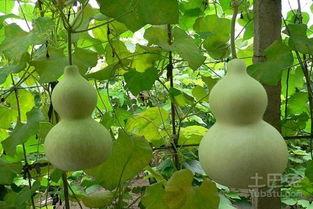 葫芦瓜产妇可以吃吗,产妇适宜食用的健康食材